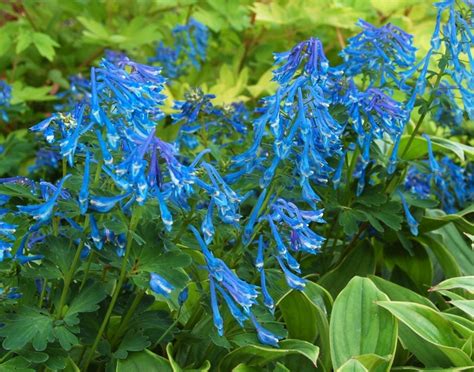 Corydalis elata Blue Corydalis | Garden Center Marketing