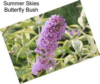 Dwarf Butterfly Bush Varieties | AgriSeek.com