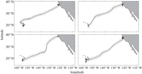 Great White Shark Migration Map