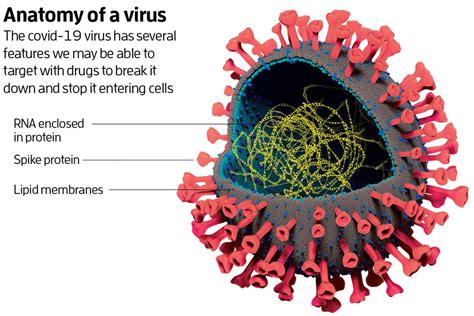 What Is Plant Virus Simple Definition - Printable Templates Protal