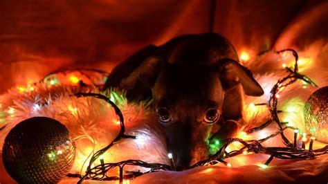 Christmas Puppies Wallpaper (48+ images)