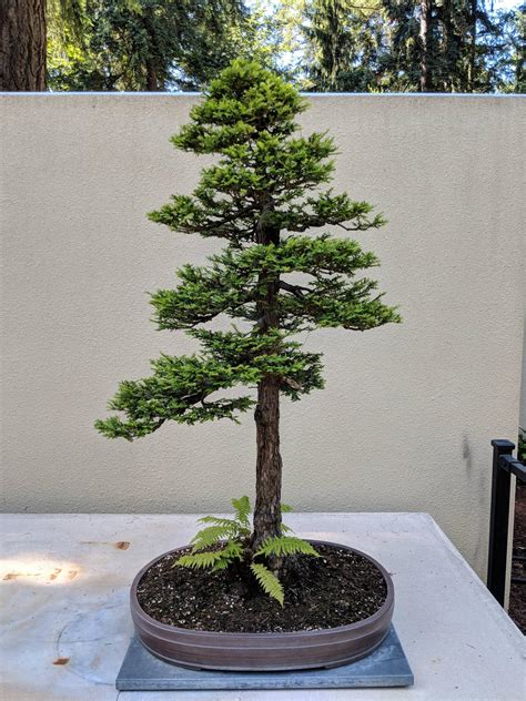 Redwood from the Pac NW Bonsai Museum : BonsaiPorn