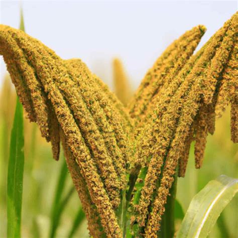 Organic Foxtail Millet Farming: Production and Management Practices for ...