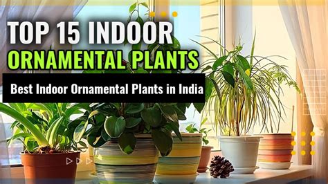 10+ Indoor Ornamental Plants That Will Add Color And Life To Your Home