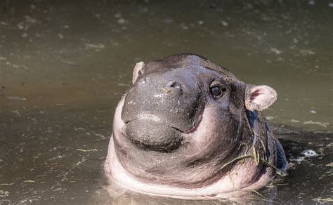 Free photo: Pygmy Hippos - Animal, Fat, Giant - Free Download - Jooinn