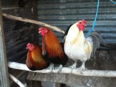 Araucana Chickens | Araucana For Sale | Chicken Breeds