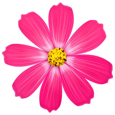 pink flower with yellow center on white background