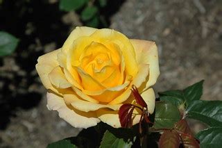 Rose 'Gold Medal' | Type: Grandiflora Cultivar: Gold Medal | Eric Hunt ...
