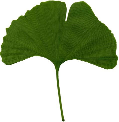 File:Ginkgo biloba scanned leaf.jpg - Wikimedia Commons