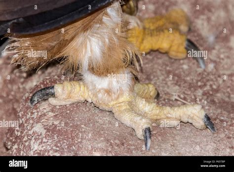 Eagle feet hi-res stock photography and images - Alamy