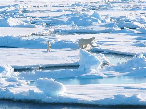 arctic landscape - Google Search | Polar bear, Arctic landscape, Arctic ...