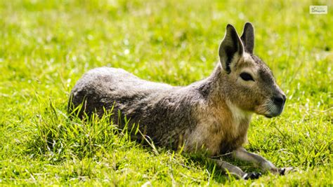 Can Patagonian Mara Be A Good Pet? Food, Care, Facts