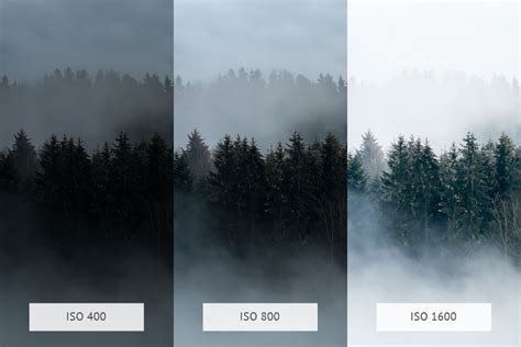 50 Forest Photography Tips for Better Forests Photos (+FREEBIES)