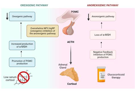 Liraglutide Weight Loss Mechanism | Blog Dandk