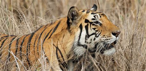 Kanha National Park | India | Luxe and Intrepid Asia | Remote Lands