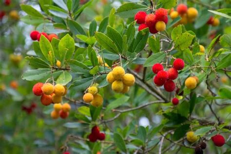 Strawberry Tree Bonsai Tree Care Guide (Arbutus) - Bonsai Tree Gardener