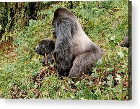 Mountain gorillas mating Acrylic Print by Science Photo Library