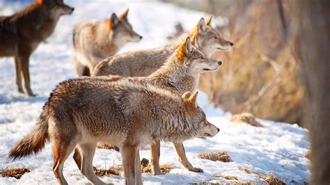 Wallpaper : wolves, snow, flock, winter, hunting 1920x1080 - goodfon ...