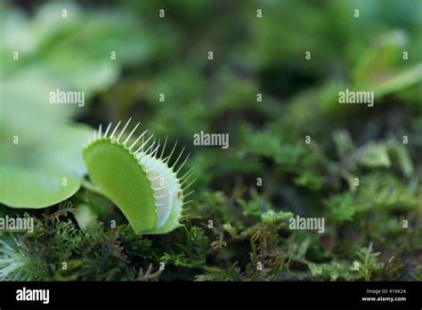 Venus flytrap - carnivorous plant Stock Photo - Alamy