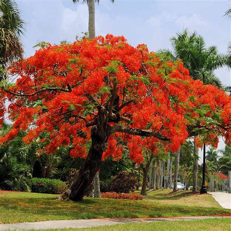 Royal Poinciana Trees for Sale | FastGrowingTrees.com