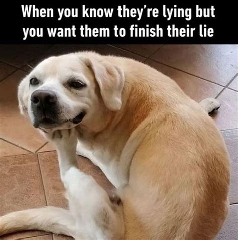 15 Funny Labrador Memes To Make Your Day - BuzzSharer.com