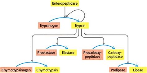 Trypsin enzyme function, production, cleavage & trypsin inhibitor