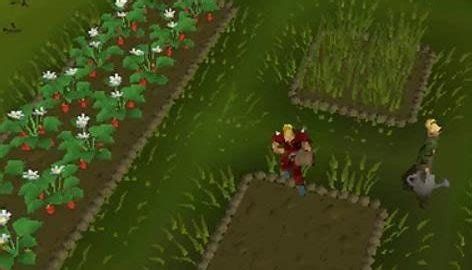 OSRS Farming Patches | OSRS Fruit Tree Patches