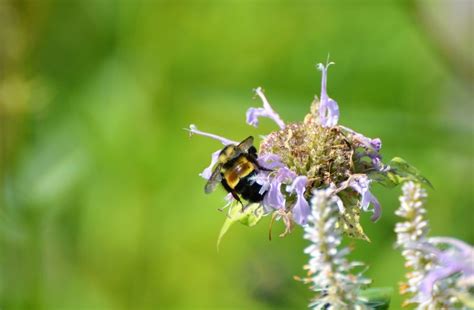 Saving the Endangered Rusty Patched Bumble Bee