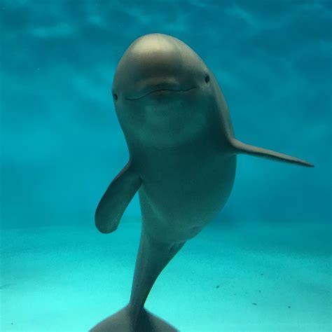 Finless Porpoise looks like an irrawaddy dolphin but irrawaddy dolphins ...