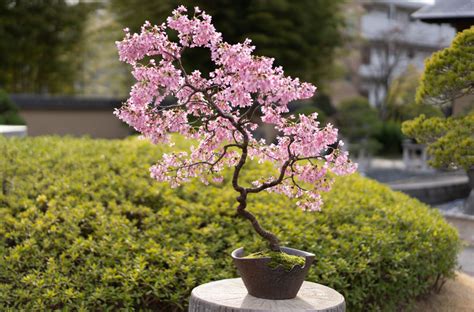 Live Cherry Blossom Bonsai