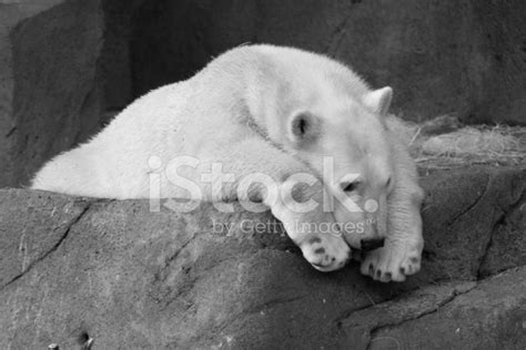 Sad Polar Bear Stock Photos - FreeImages.com