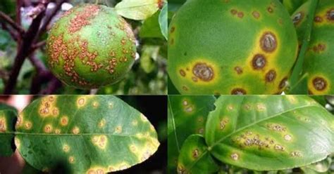 How Do You Treat Citrus Canker? - ToAgriculture