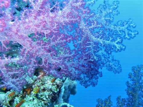 Free Images : sea, travel, underwater, color, trip, coral reef, invertebrate, colors, depth ...