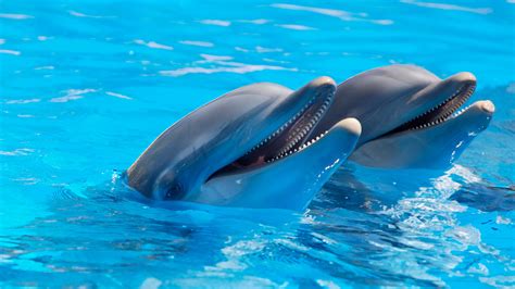 Bottlenose dolphins Wallpapers Images Photos Pictures Backgrounds