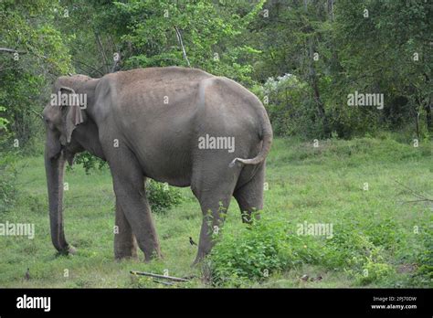 Wasgamuwa National Park Safari Stock Photo - Alamy