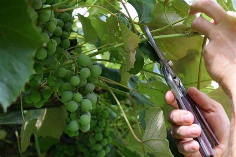 How To Summer Prune Grape Vines For A Bountiful Harvest (With Photos!)