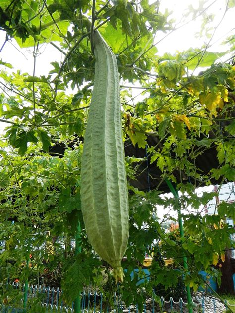 Luffa acutangula - Loofah, Sponge Gourd - Ouriques Farm