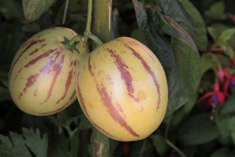 Pepino melon: planting, varieties & overwintering - Plantura