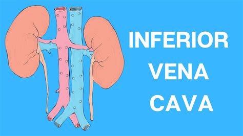 INFERIOR VENA CAVA: Anatomy and Function - YouTube