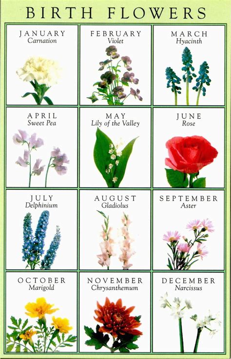 Birthday Flowers Of the Month Birth Flowers Greeting Card Horoscopes ...