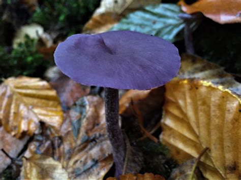 Amethyst Deceiver