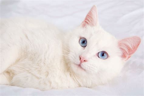 10 Fun Facts About White Cats You Might Not Know, 53% OFF