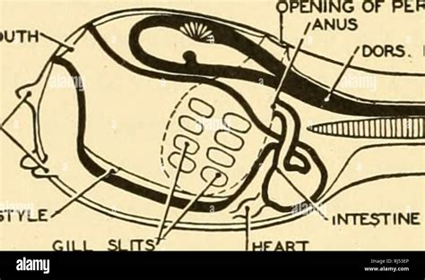 Hemichordata Anatomy