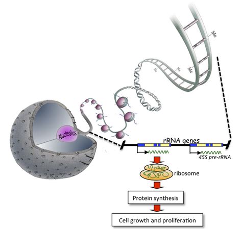 RNA Virus: rRNA and synthesis of ribosome