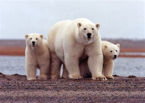 We found grizzly, black and polar bears together for the first time | PBS News