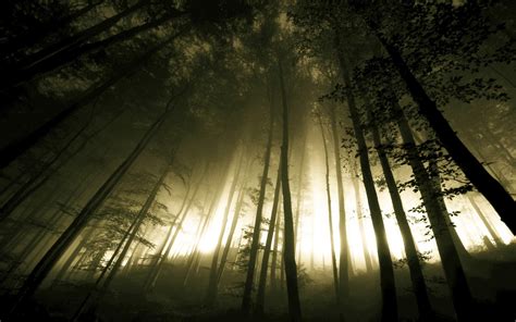 Dark Forest Fog Trees HD Wallpaper | Download HD Wallpapers