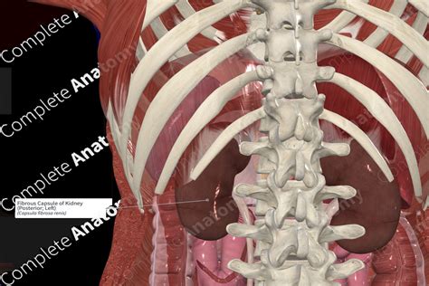 Fibrous Capsule of Kidney (Posterior; Left) | Complete Anatomy