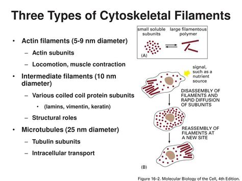 PPT - CHAPTER 16 THE CYTOSKELETON PowerPoint Presentation - ID:332062