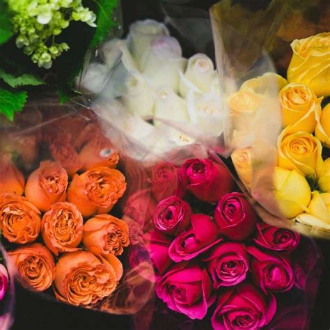 Red Yellow or Blue? Here's What Each Rose Color Means For Your Relationship