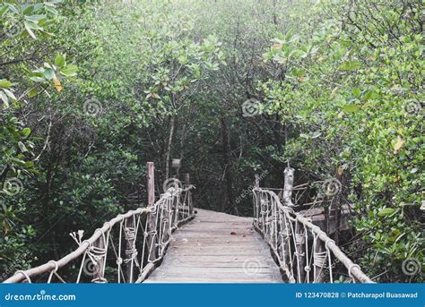 Wooden Walk Bridge Decorated with White Rope Leading Eyes into T Stock Photo - Image of asia ...